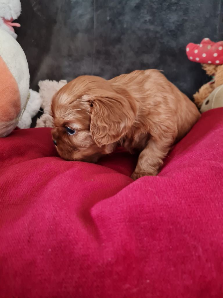 Du Domaine Du Jardin Des Roses - Chiot disponible  - Cavalier King Charles Spaniel