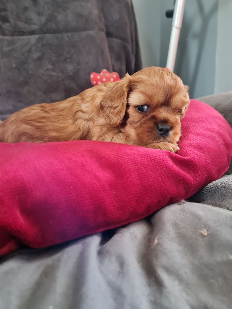 Du Domaine Du Jardin Des Roses - Chiot disponible  - Cavalier King Charles Spaniel