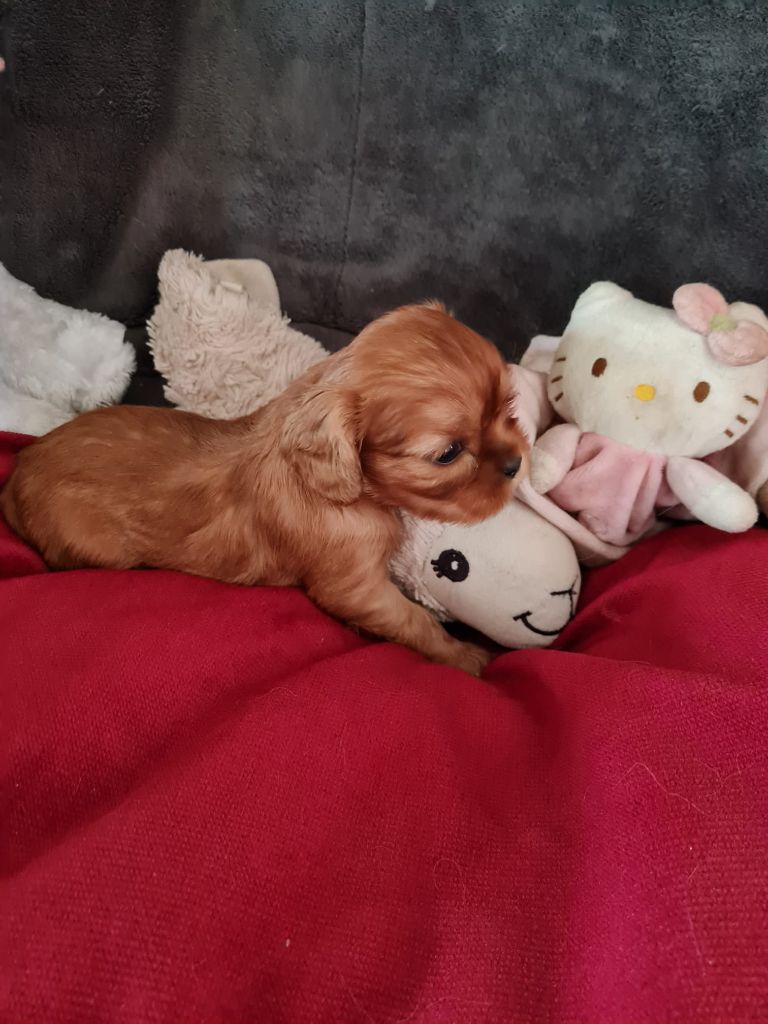 Du Domaine Du Jardin Des Roses - Chiot disponible  - Cavalier King Charles Spaniel