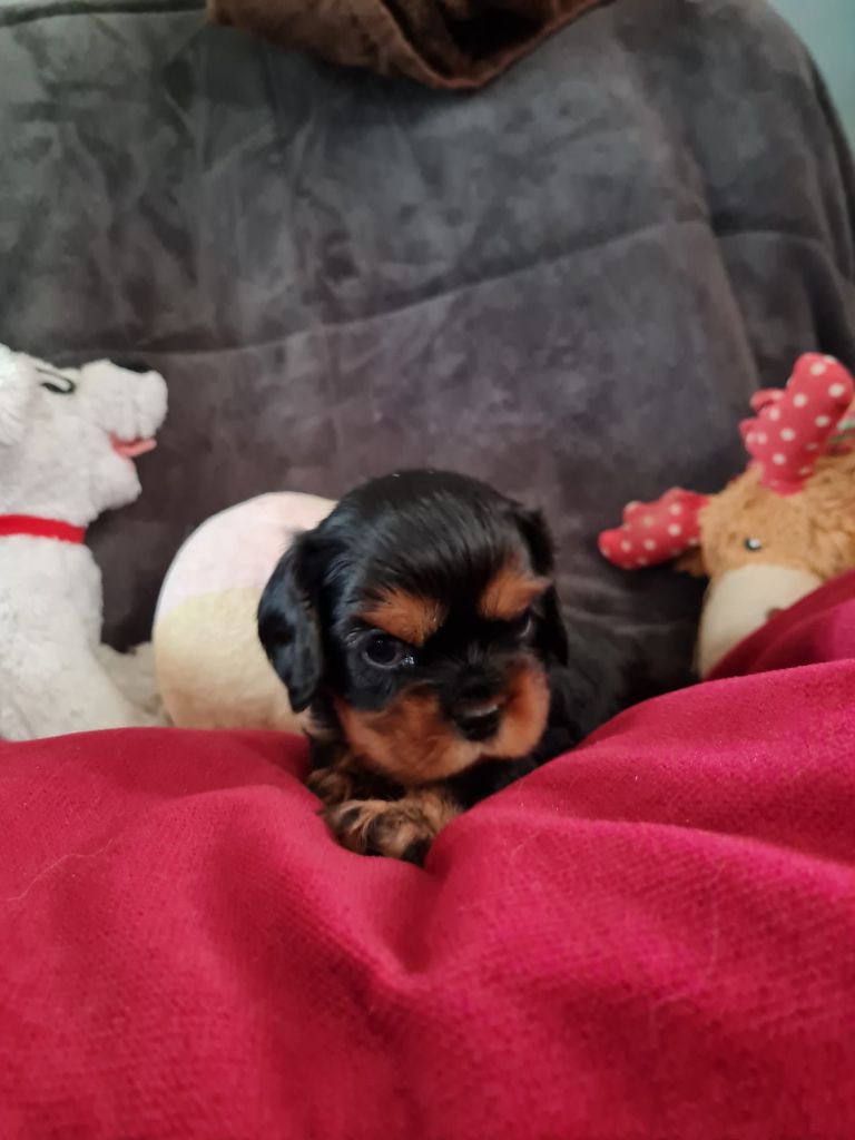 Du Domaine Du Jardin Des Roses - Chiot disponible  - Cavalier King Charles Spaniel