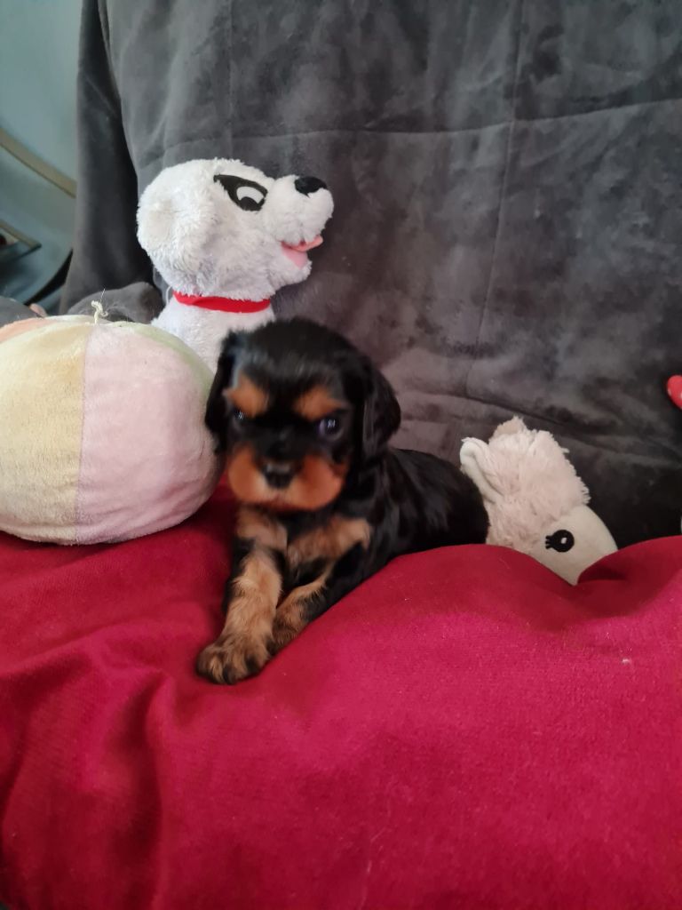 Du Domaine Du Jardin Des Roses - Chiot disponible  - Cavalier King Charles Spaniel