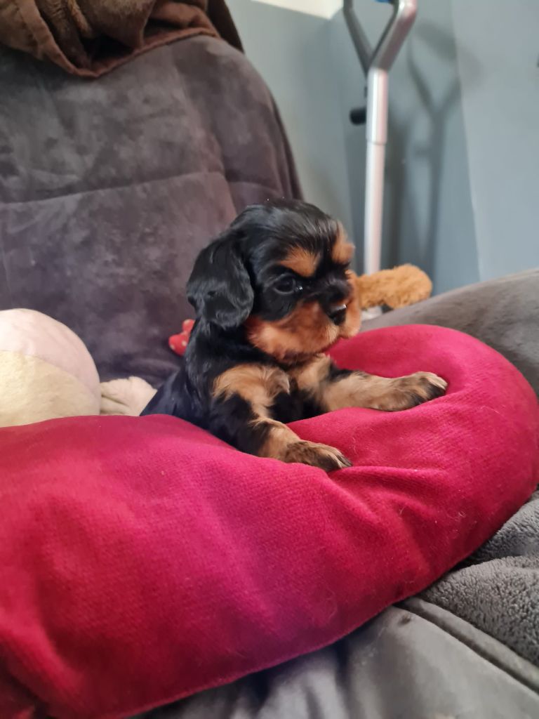 Du Domaine Du Jardin Des Roses - Chiot disponible  - Cavalier King Charles Spaniel