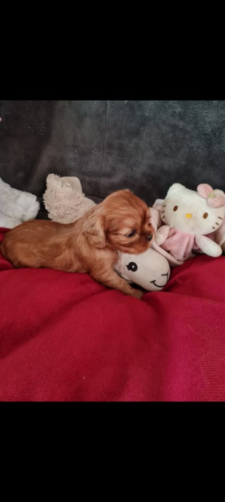 Du Domaine Du Jardin Des Roses - Chiots disponibles - Cavalier King Charles Spaniel