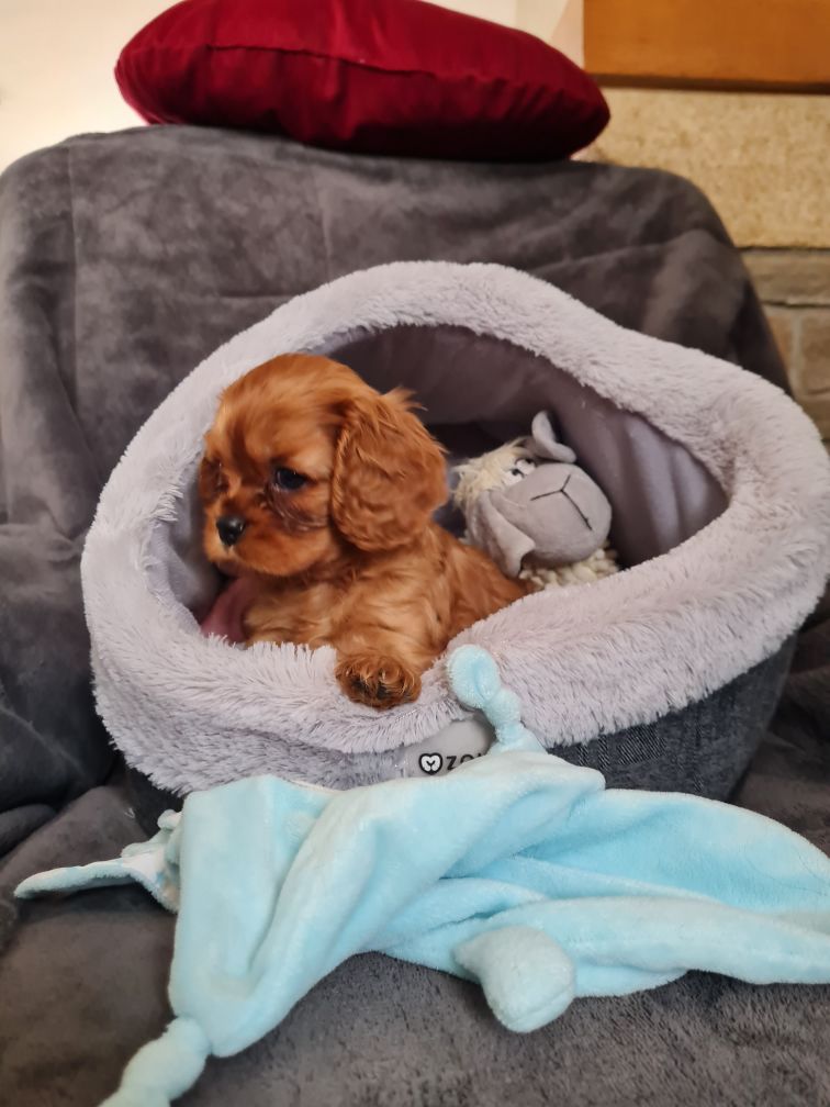 Du Domaine Du Jardin Des Roses - Chiots disponibles - Cavalier King Charles Spaniel