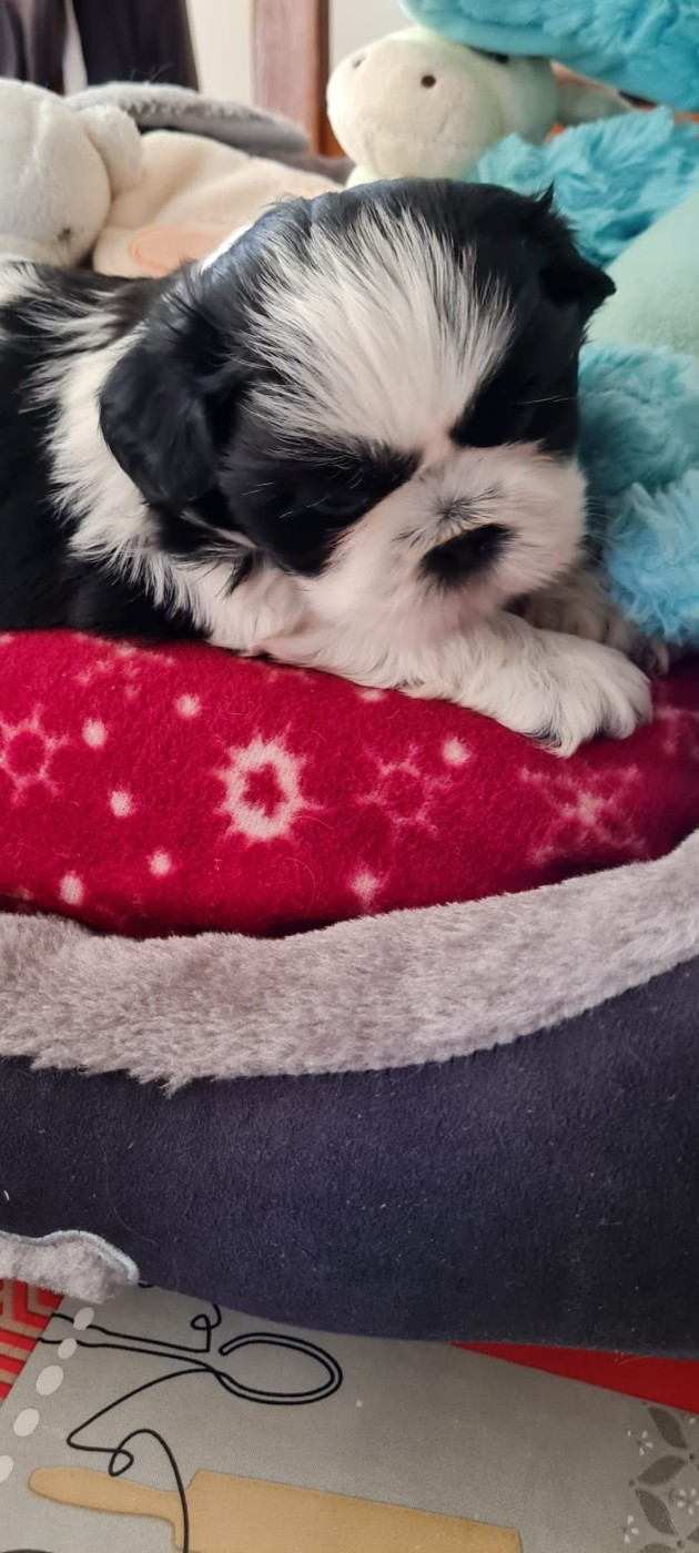 Du Domaine Du Jardin Des Roses - Chiots disponibles - Shih Tzu