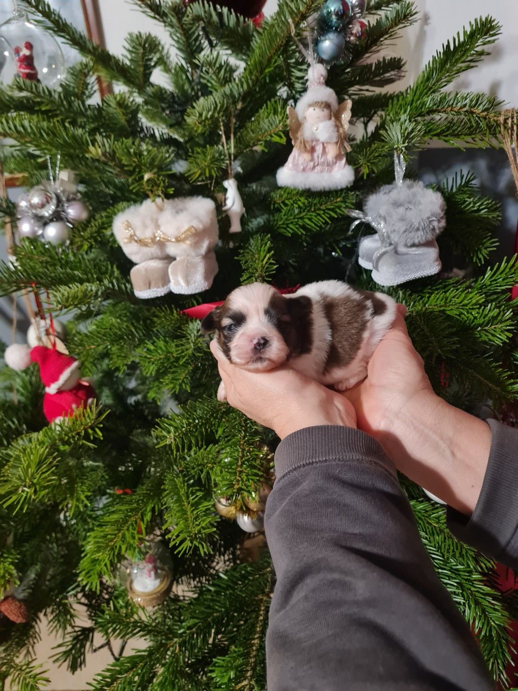 Du Domaine Du Jardin Des Roses - Chiots disponibles - Shih Tzu