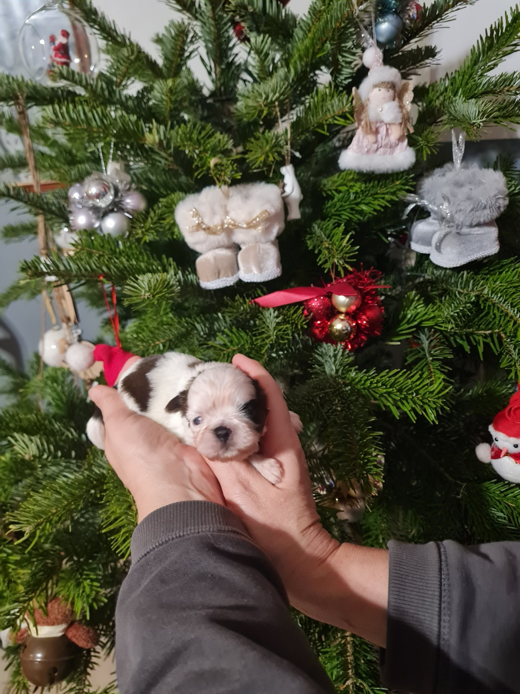 Du Domaine Du Jardin Des Roses - Chiots disponibles - Shih Tzu