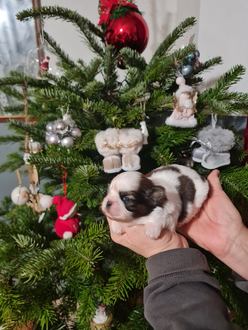 Du Domaine Du Jardin Des Roses - Chiots disponibles - Shih Tzu