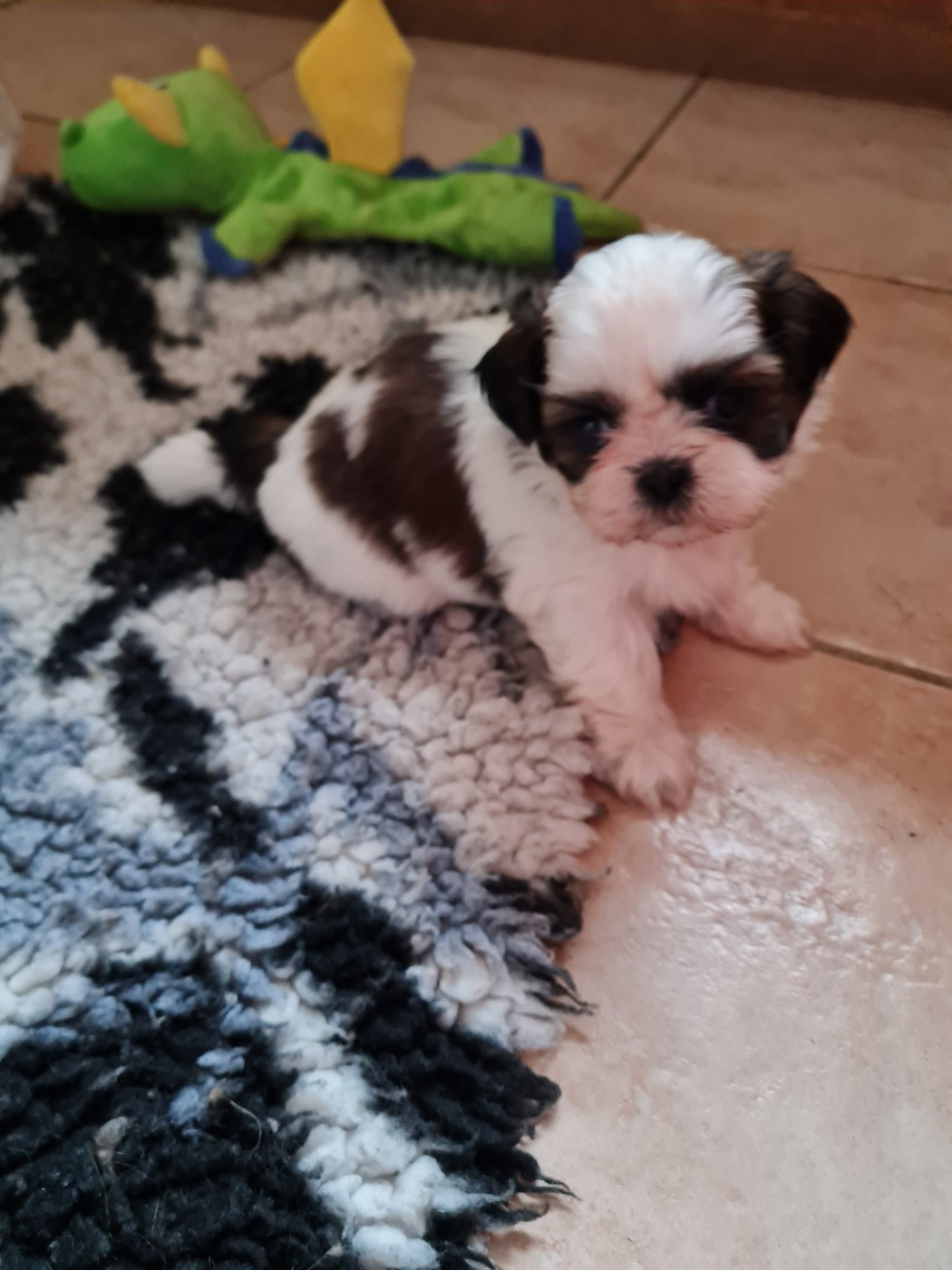 Du Domaine Du Jardin Des Roses - Chiots disponibles - Shih Tzu