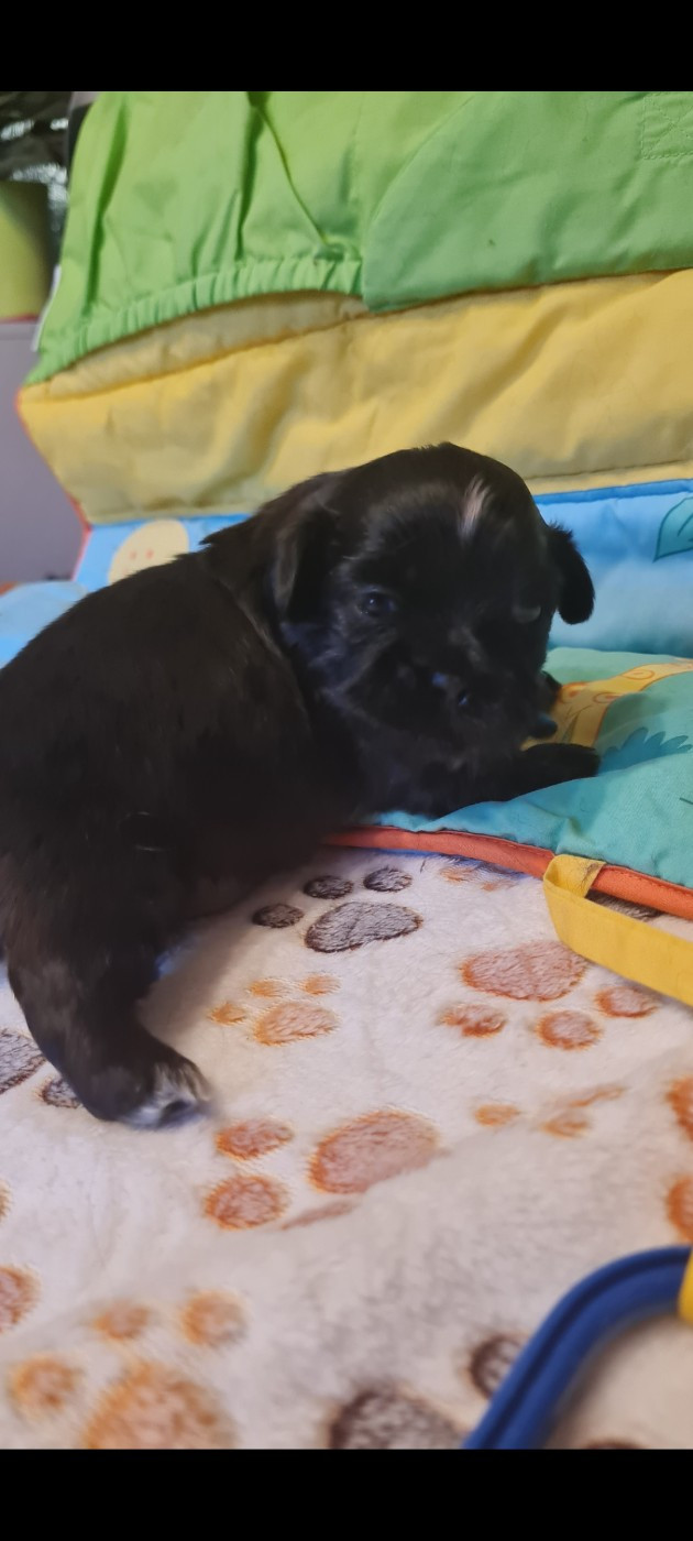 Du Domaine Du Jardin Des Roses - Chiots disponibles - Shih Tzu