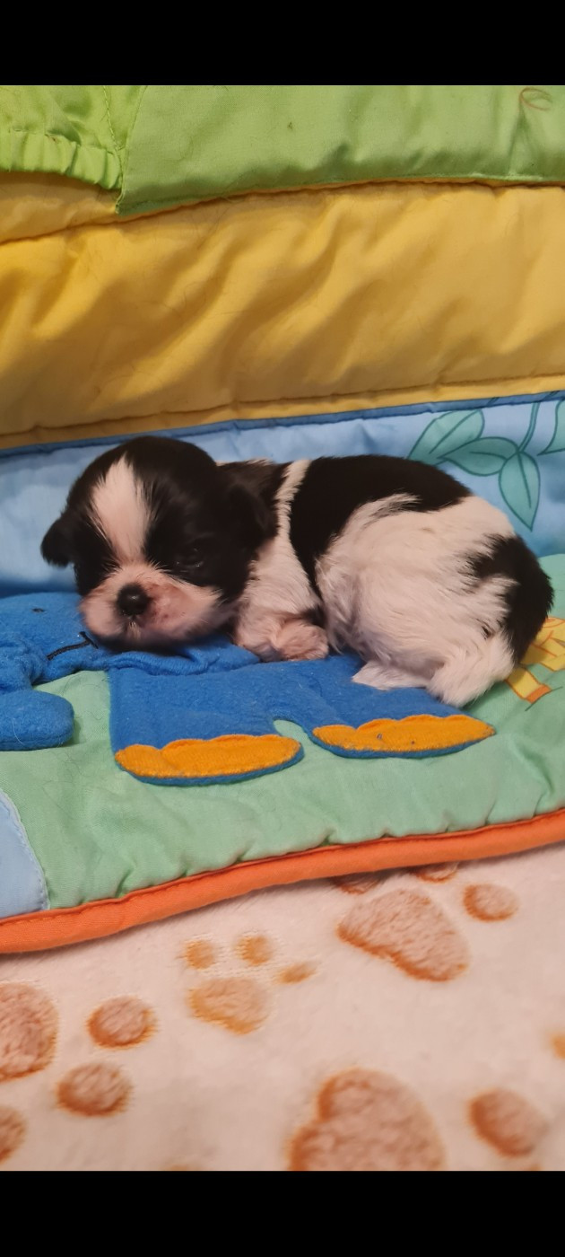 Du Domaine Du Jardin Des Roses - Chiots disponibles - Shih Tzu