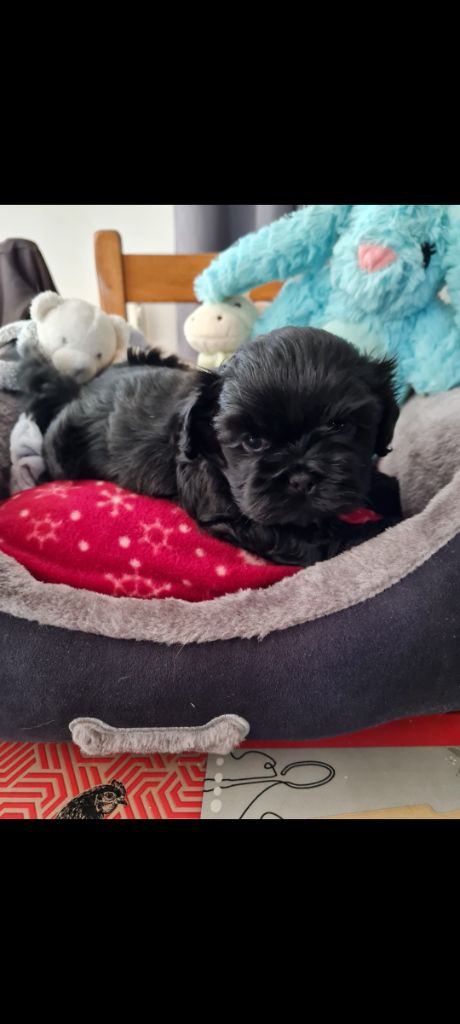 Du Domaine Du Jardin Des Roses - Chiots disponibles - Shih Tzu