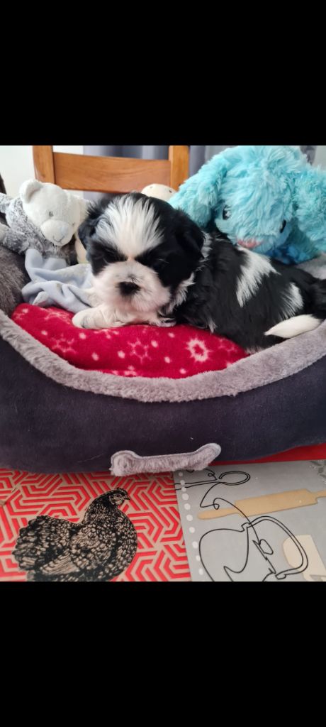 Du Domaine Du Jardin Des Roses - Chiots disponibles - Shih Tzu