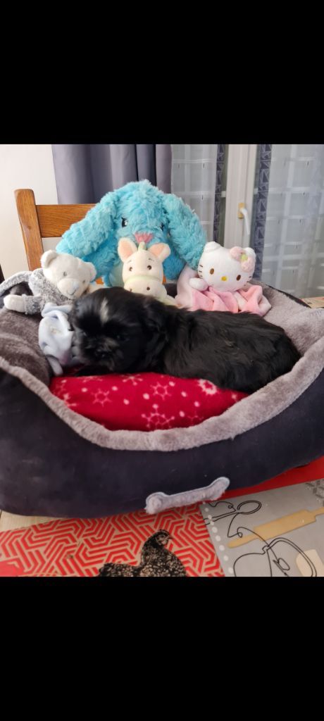Du Domaine Du Jardin Des Roses - Chiots disponibles - Shih Tzu