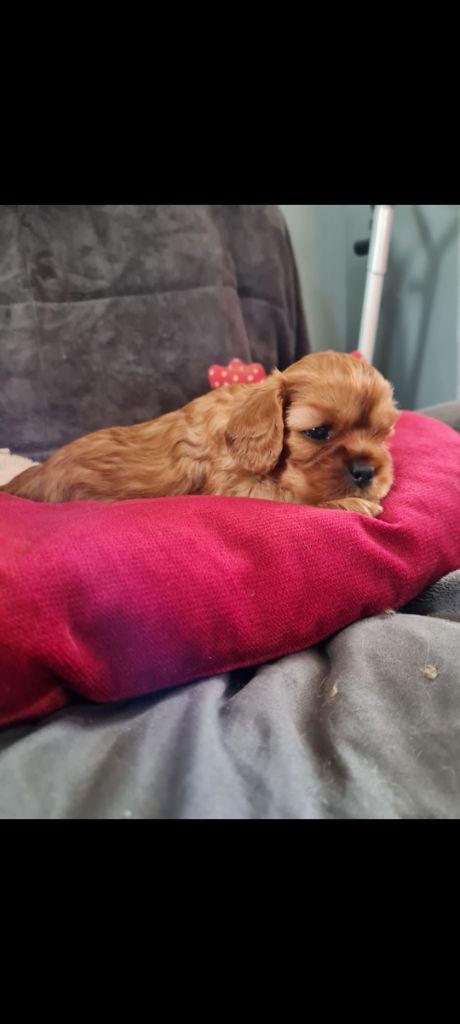 Du Domaine Du Jardin Des Roses - Chiots disponibles - Cavalier King Charles Spaniel